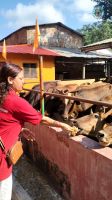 Gau Sewa at Bharatpur