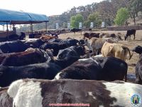 Straw for Cows of Sworgadwari Ashram